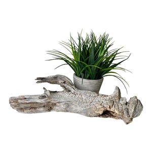 May include: A piece of weathered, light grey driftwood with a rough, textured bark surface. A small, round, grey-striped ceramic pot containing a vibrant green, spiky artificial grass plant is nestled into the top of the wooden log.