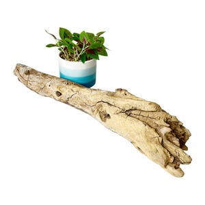 Bearded Dragon Climbing Tree - Etsy