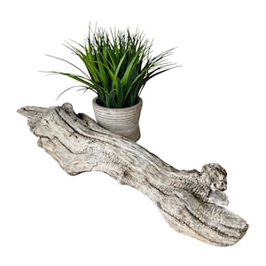 May include: A weathered, gray driftwood log with a textured surface. A small potted plant with green grass-like foliage sits behind the log. The pot is a light gray color with a ribbed design.