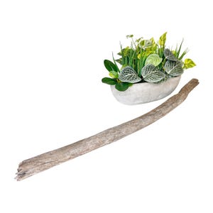 May include: An oval, light gray planter filled with assorted green plants and a long piece of driftwood. The plants include various shades of green, with some leaves featuring white veining. The driftwood is a light brown color.