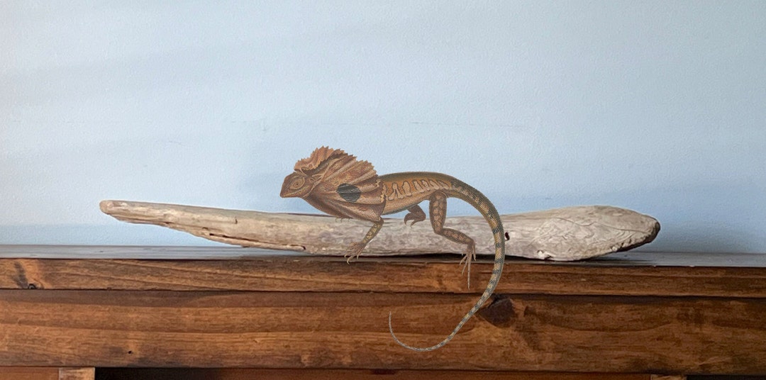 Driftwood for Reptiles Bearded Dragon Accessories 20 Etsy