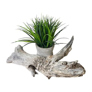 bonsai trees ficus DIY Bonsai Kit