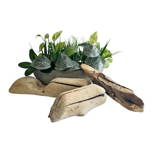 May include: A decorative arrangement featuring a gray concrete planter filled with green and variegated foliage. The planter is surrounded by several pieces of weathered driftwood in shades of tan and brown, creating a natural aesthetic.