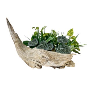 Bearded Dragon Climbing Tree - Etsy