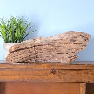 17&quot; Driftwood Branch: Rustic Beach House Mantle Decor