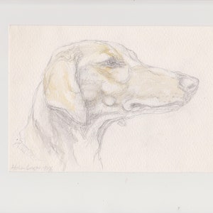 Könnte beinhalten: Bleistift- und Aquarellskizze eines Hundeprofils, mit einer hellbraunen und grauen Farbpalette. Das Kunstwerk befindet sich auf weißem Hintergrund und ist mit "Helen Cooper 1995" signiert. Der Kopf des Hundes ist nach rechts gedreht und zeigt seine Schnauze und sein Auge.