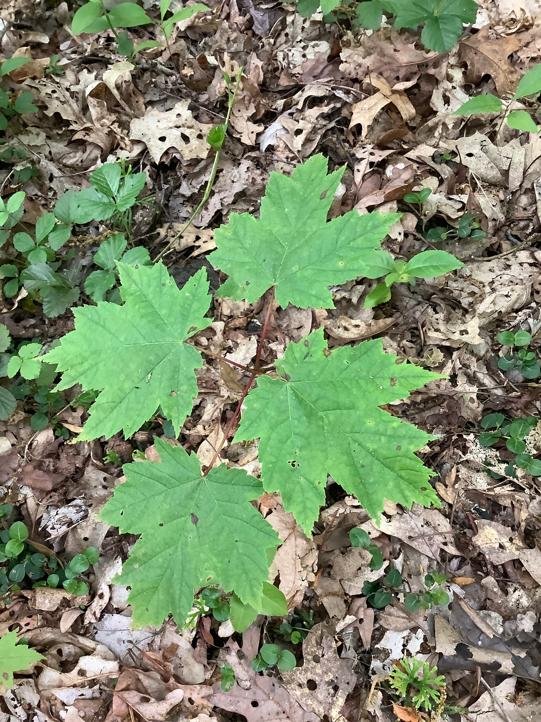 maple seedlings maple seedlings