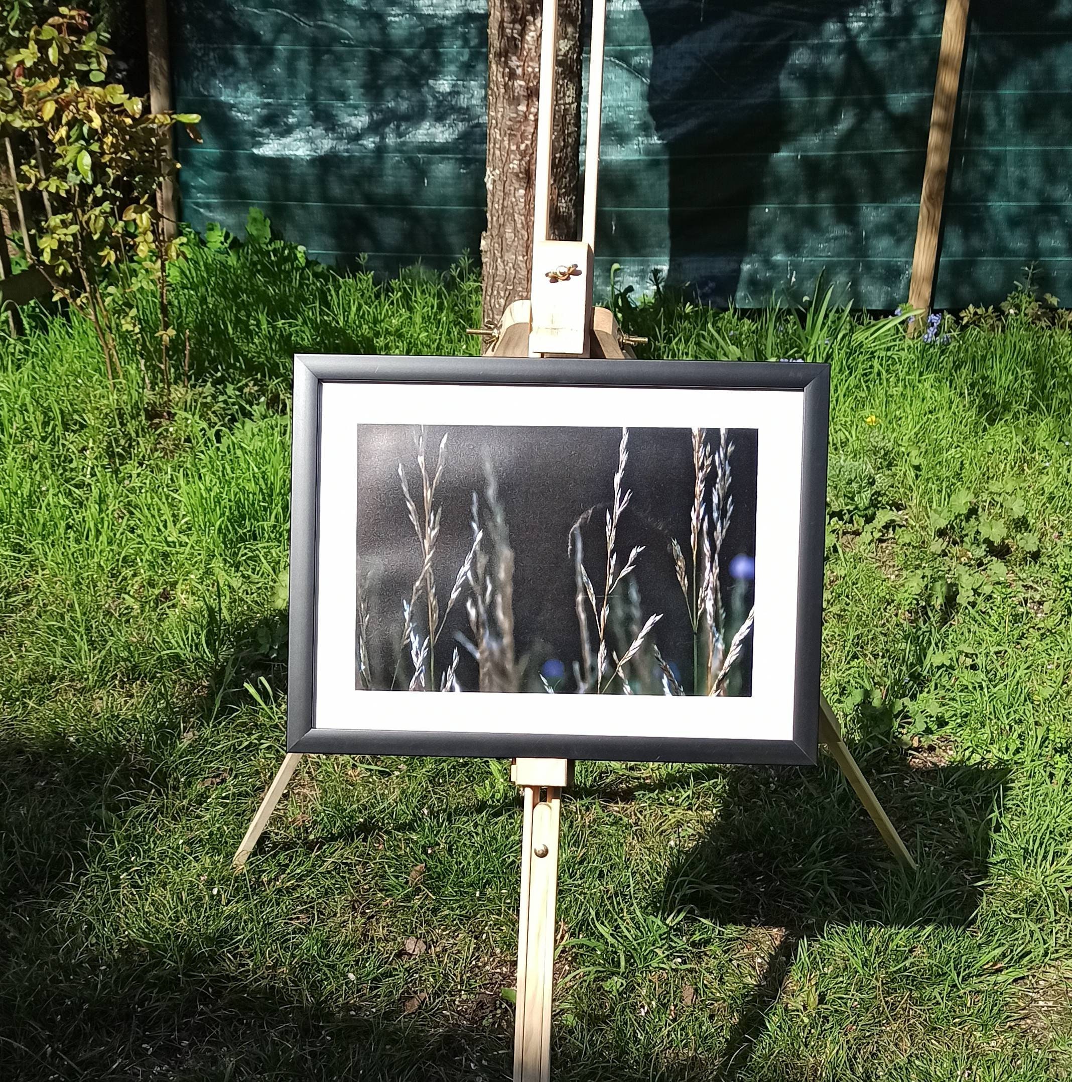 Affiche Champ de Graminées | Photographie Monde Végétal Art Mural Élégant et Raffiné