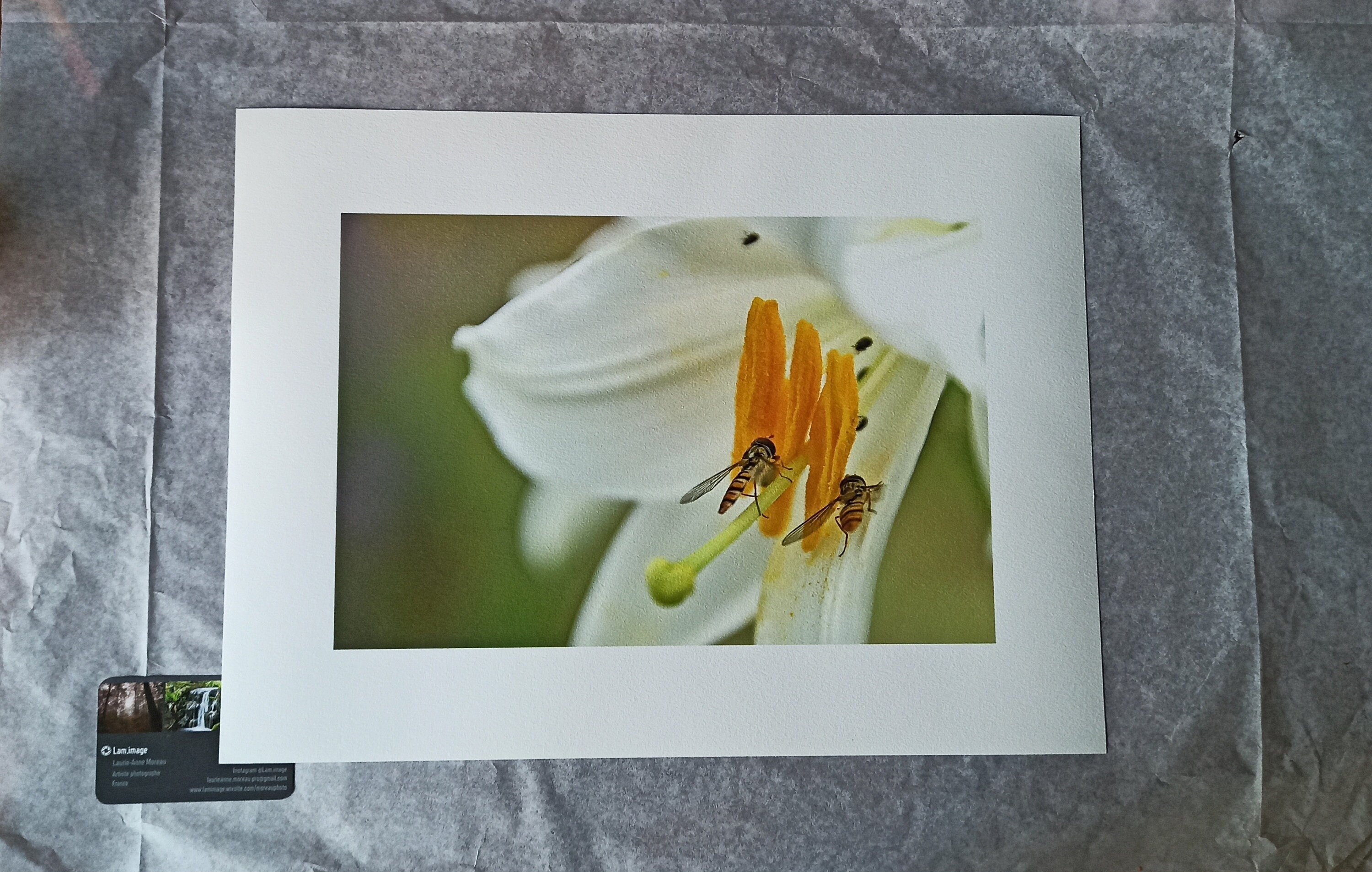 Photo Pollinisateurs sur Fleur de Lys, Imprimée Du Papier Texturé Des Beaux-Arts