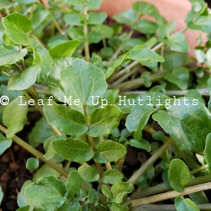 1000+ Watercress Seeds, Homegrown, Easy to Grow Vegetable, Nasturtium Officinale, Yellowcress, Aquatic Plant