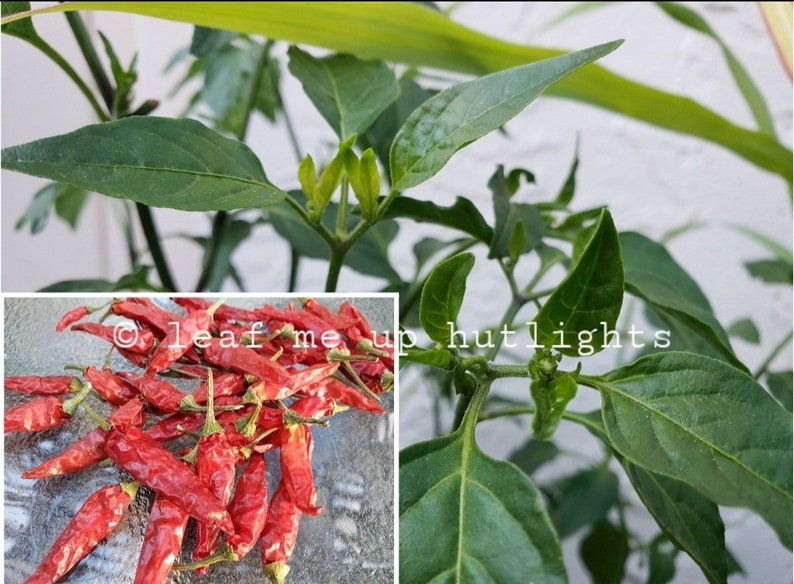 70 Bird's Eye Chili Pepper SEEDS Etsy