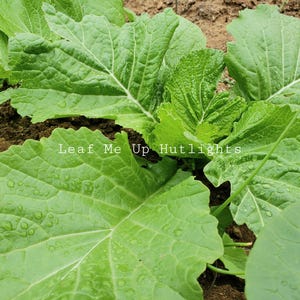 Mustard Greens Seed Pods, Homegrown Mustasa,  Green Leafy Vegetables