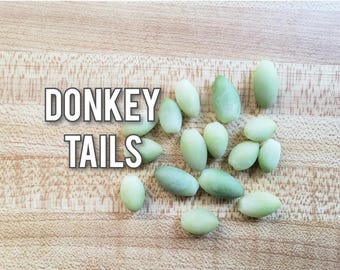 Cola de burro, suculenta rastrera para propagar, fácil de cultivar para macetas colgantes, cola de burro