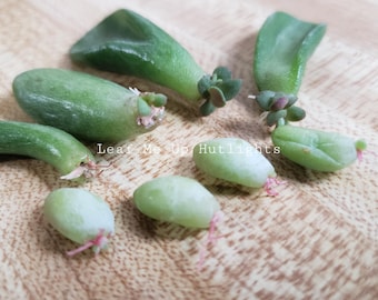 Orejas de ogro y cola de burro, esquejes de hojas suculentas, plantas resistentes a la sequía y al calor.
