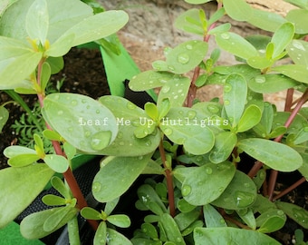 1g/1000+ Purslane, Verdolaga, Homegrown Ngalog or Ulasiman Seeds, Pusley, Pourpier, Easy To Grow Veggie, Portulaca Oleracea