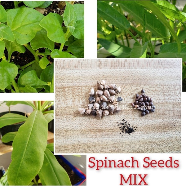 Spinach MIXED Seeds - Waterleaf, Water Spinach, and New Zealand Spinach, Homegrown Veggie Seeds(Please Read Below)