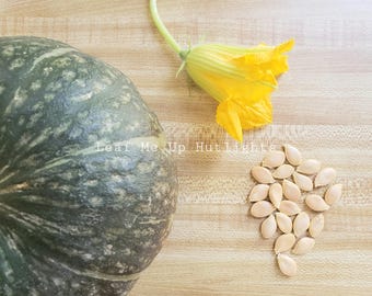 15+ Kabocha Squash Seeds, Kalabasa, Japanese pumpkin, Easy to Grow Vegetable