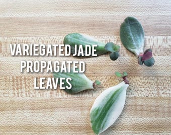 Hojas de jade variegadas propagadas, plantón de planta suculenta, resistente a la sequía.