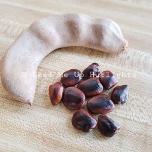 10 Tamarind Seeds (Please Read Below)