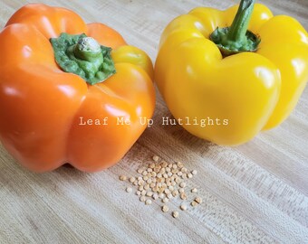 Mezcla de semillas de pimiento morrón naranja y amarillo