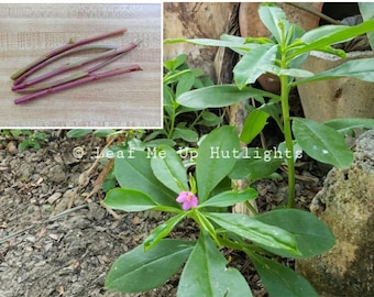 Waterleaf Spinach Cuttings, Talinum Fruticosum, Organic Philippine Spinach