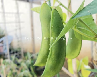 20 Frijoles de Lima, Semillas Patani de Cultivo Casero
