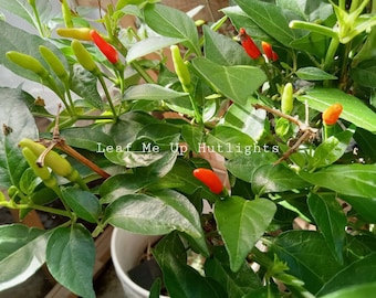 100+ Bird&#39;s Eye Chili, Siling Labuyo Pepper Seeds Homegrown