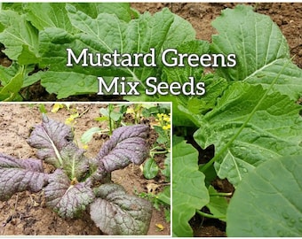 700 semillas de mostaza verde y morada, semillas de hortalizas de cultivo casero