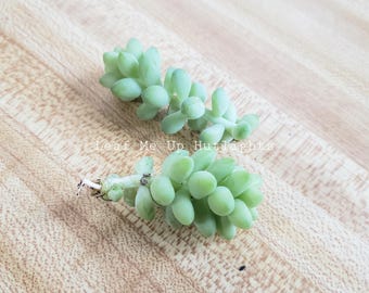 Esquejes de cola de burro, planta resistente a la sequía, sedum cola de burro, planta para jardineras colgantes