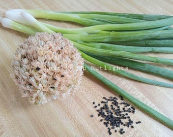 Más de 300 semillas frescas de cebolleta (2025), cebolla de verdeo, verduras de verano de cosecha propia