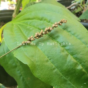 May include: Close-up of a large, green leaf with prominent veins. A slender stem with small, tan seed heads extends from the leaf. The text "Leaf Me Up Hutlights" is visible on the leaf.
