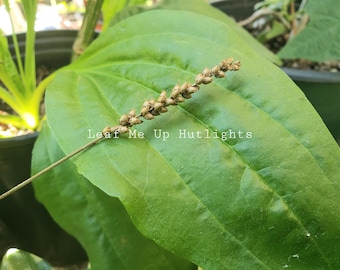 Semillas de plátano común/de hoja ancha en tallo, Plantago major, hierba