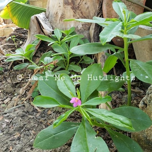 100+ Waterleaf Spinach/Talinum Seeds, Florida Spinach, Gbure, Surinam Purslane, Lagos Bologi, Talinum Fruticosum 2025 Seeds