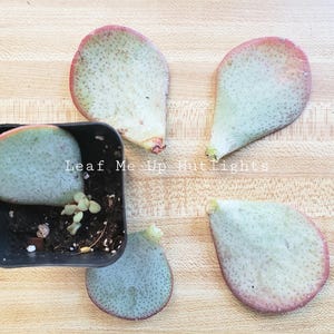 Silver Dollar Jade Leaves, Crassula Arborescens to Propagate, Succulent