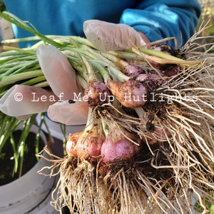 May include: A bunch of freshly harvested shallots with long green stalks and light purple bulbs, featuring extensive white root systems with soil particles attached. The text Leaf Me Up Hutlights is overlaid across the center of the image.