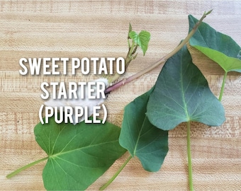 Planta joven de batata morada/camote, fácil de cultivar.