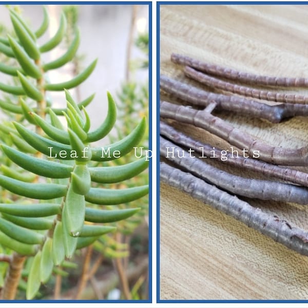 Fresh Miniature Pine Tree Cuttings,  Crassula Tetragona Stems, Succulent Plant Cuttings