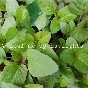 1000+ Green Amaranth Seeds, Kalunay, Redroot Amaranth, Vlita, Callalo, Kwantong, Homegrown Red Spinach, Kuppa Cheera, Phak Khom