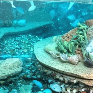 May include: A detailed underwater diorama with a turquoise and blue color scheme. The scene includes a sandy base, small rocks, and a circular platform with seashells and green plant-like structures. The water appears clear with some floating elements.