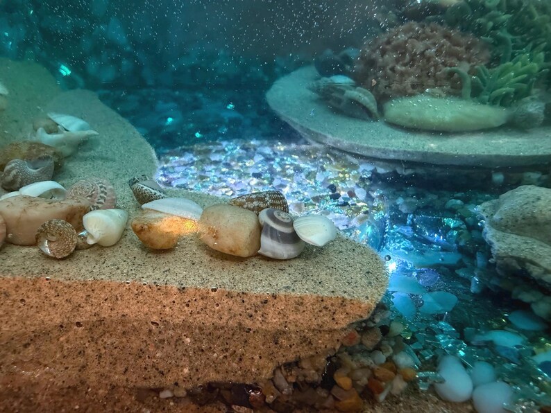 May include: A close-up of a miniature underwater scene with seashells, pebbles, and sand. The scene includes a variety of seashells, small rocks, and a sandy base. The water is a clear blue, and the scene is well-lit.