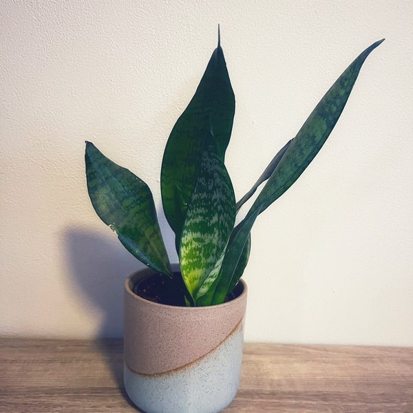 Sanservia Snake Plant Clipping, unrooted