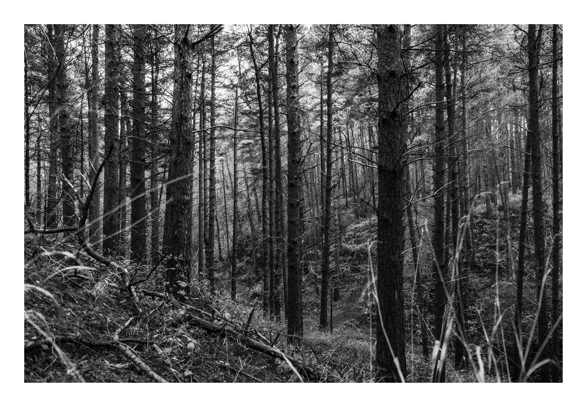 Black and White Woodland Print - Etsy UK