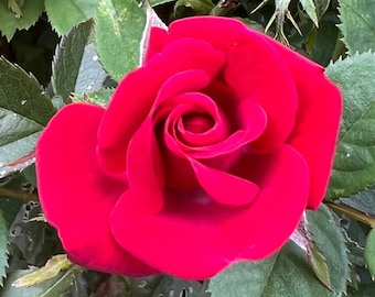 Undying Rose