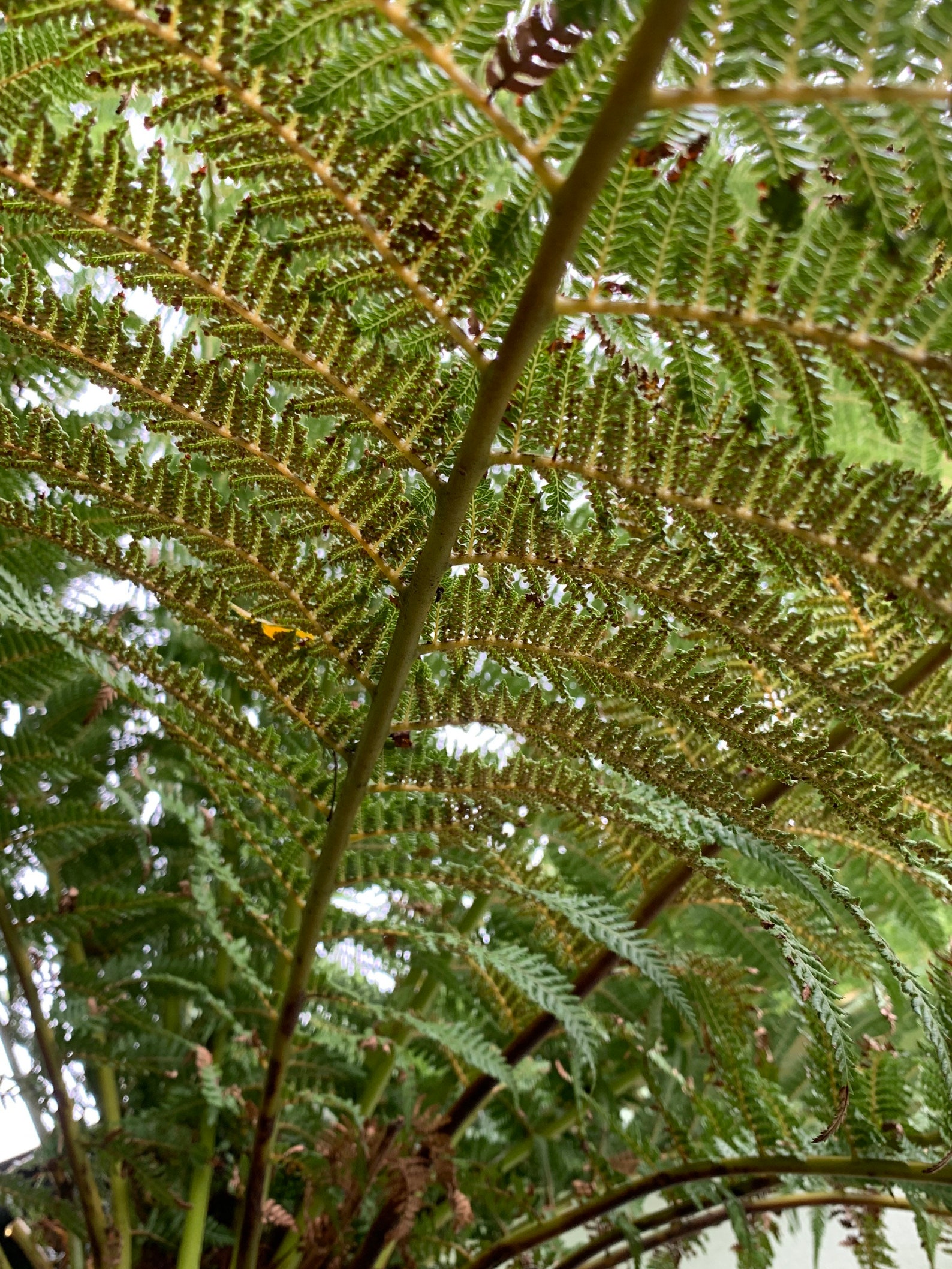 Tree Fern Spores Dicksonia Fibrosa NZ Native 500 spores. Etsy