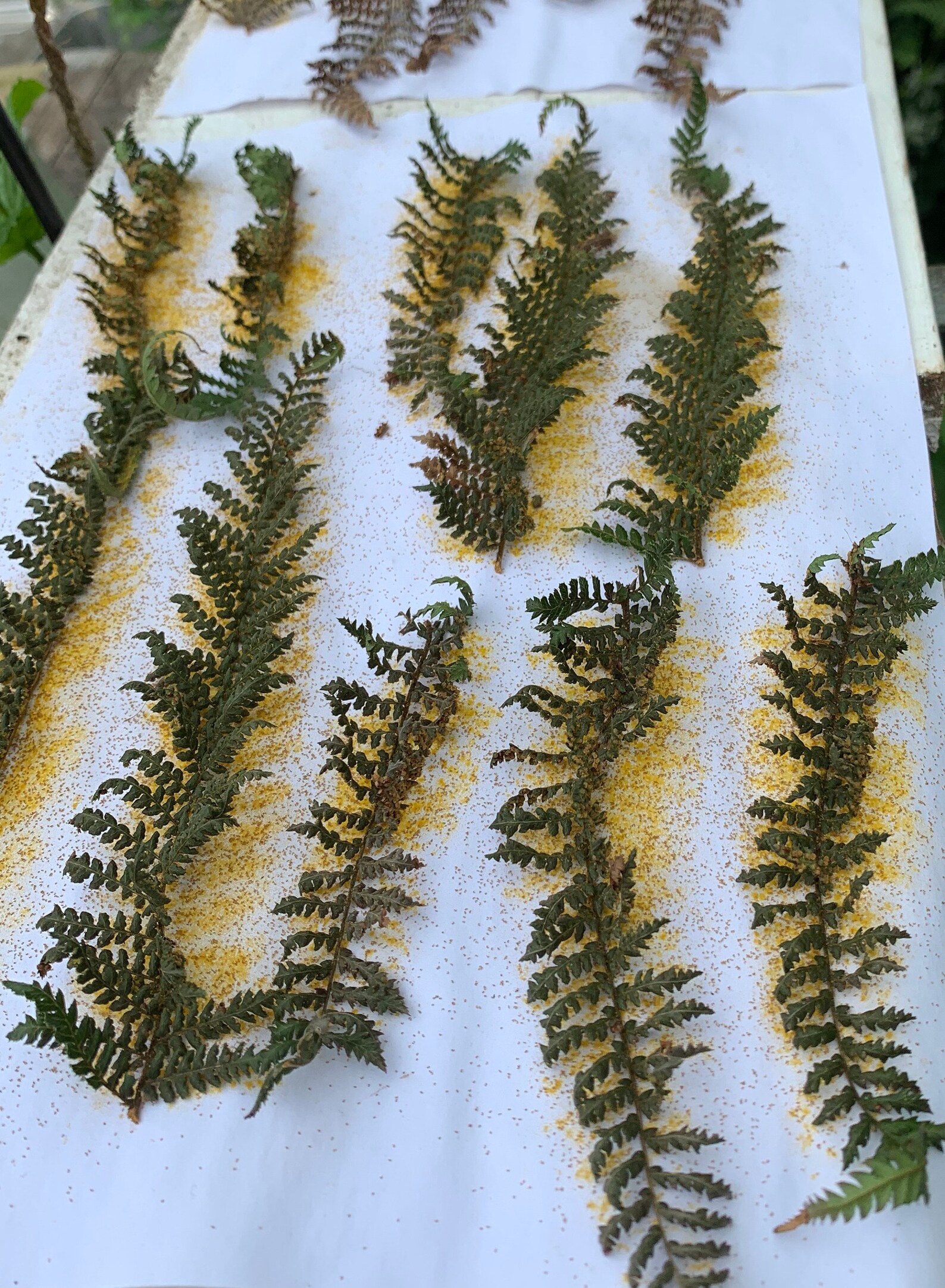 Tree Fern Spores Dicksonia Fibrosa NZ Native 500 spores. Etsy