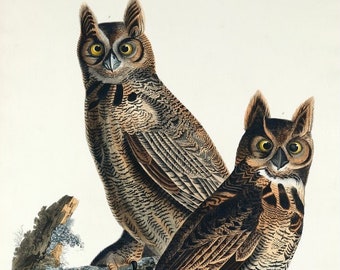 Vintage Great Horned Owl Print,  Audubon print , Owl print, Vintage Print, Bird Print - 35 Different sizes to choose from