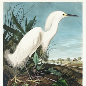 Vintage Snowy Heron Print,  Audubon print, Heron print, Vintage Print, Bird Print - 35 Different sizes to choose from