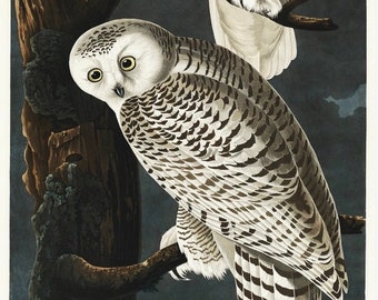 Vintage Snowy Owl Print,  Audubon print, Owl print, Vintage Print, Bird Print - 35 Different sizes to choose from