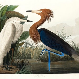 Vintage print paarsreiger, print Audubon, print reiger, vintage print, vogelprint - 35 verschillende maten om uit te kiezen