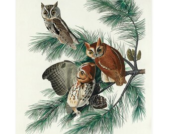 Vintage Little Screech Owl Print,  Audubon print, Owl print, Vintage Print, Bird Print - 35 Different sizes to choose from